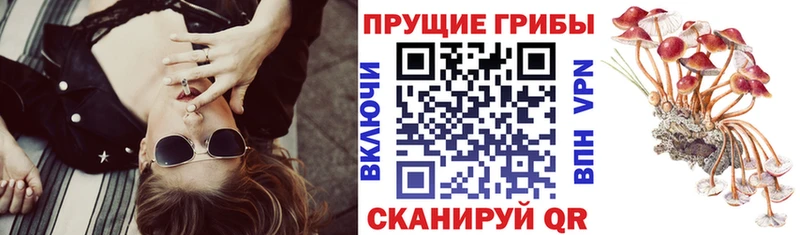 Псилоцибиновые грибы Psilocybine cubensis  купить закладку  Кропоткин 